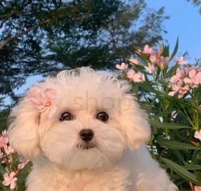狗生一只为什么不能养
