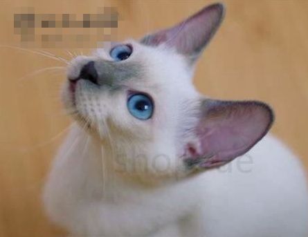 海豹猫是什么品种