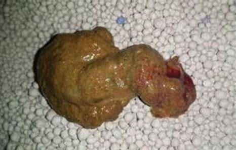 狗狗大便黄软成型但抓不起来