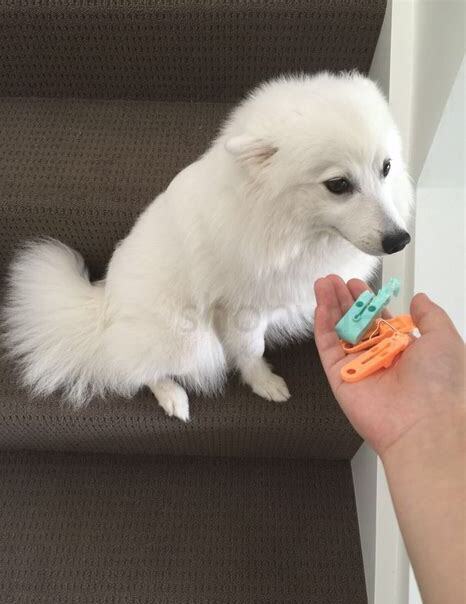 银狐幼犬怎么养 银狐幼犬怎么养