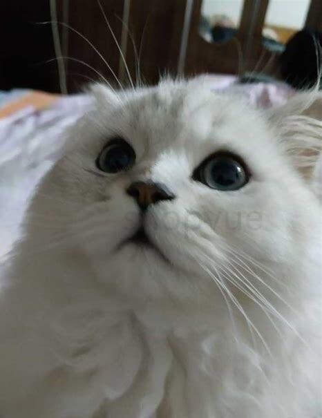 银渐层配银点出的小猫是啥