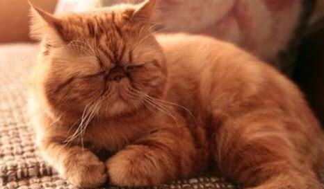 猫疫苗第三针可以推迟多久打 猫疫苗第三针可以推迟多久打