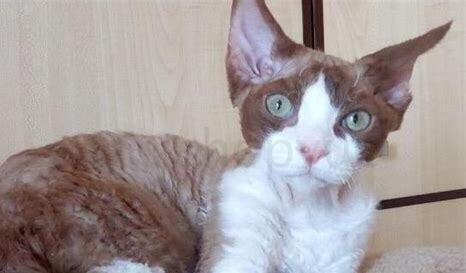 德文卷毛猫为什么贵