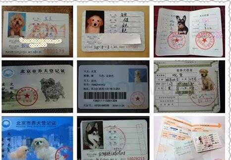 狗证去哪里办理