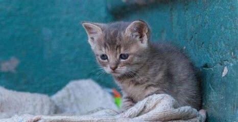 猫能吃巧克力吗为什么 猫能吃巧克力吗为什么