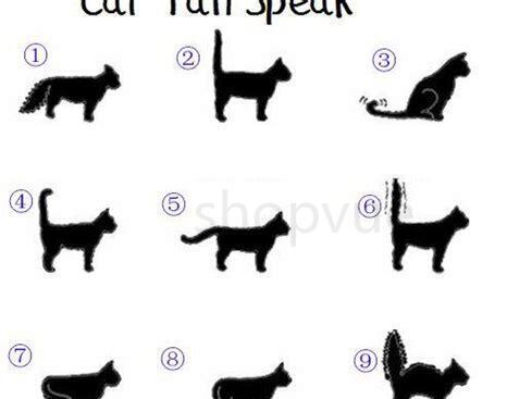 猫猫尾巴竖着是什么意思 猫猫尾巴竖着是什么意思