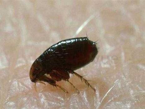 白醋可以杀死狗狗身上跳蚤吗