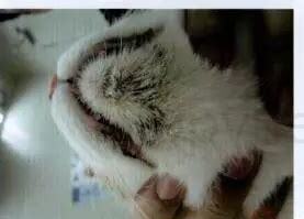 猫咪下巴总是有黑的脏东西怎么处理