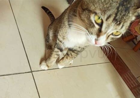 猫破水后没动静了