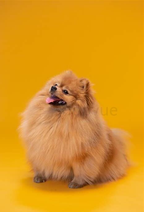 博美犬如何养 方法视频,博美犬怎么养 方法 博美犬如何养 方法视频,博美犬怎么养 方法