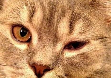 猫的眼睛流褐色分泌物