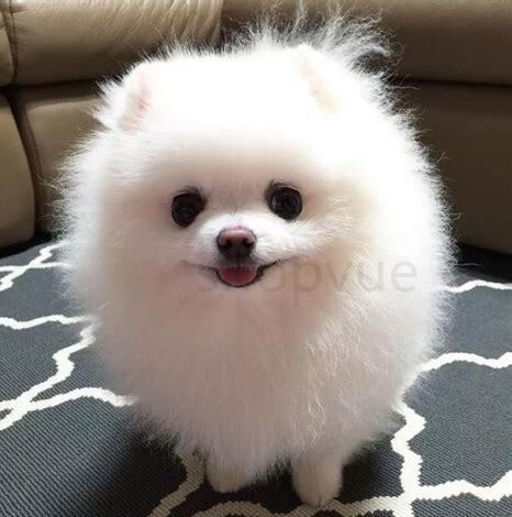 一个月大的博美犬,一个月大的博美怎么养 一个月大的博美犬,一个月大的博美怎么养