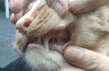 猫牙划破皮要打针吗