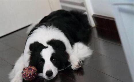 狗吐黄沫子粘液