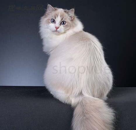成猫如何养胖,成猫怎么养