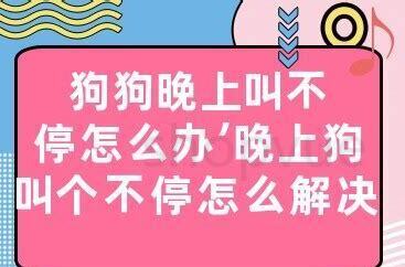 幼狗叫不停怎么办
