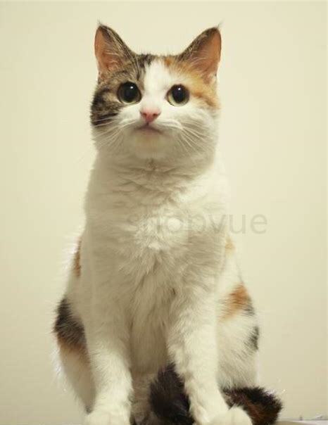 三花猫多大才认主人 三花猫多大才认主人