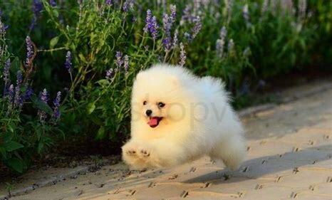 博美犬要如何养才好,博美犬要怎么养