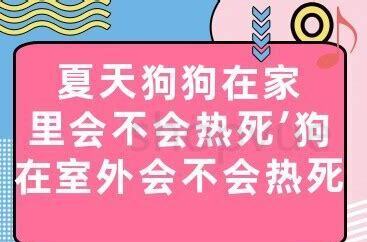 夏天猫在家里会热死吗