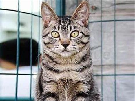 外国评价中国狸花猫