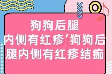 狗狗后腿内侧有红疙瘩