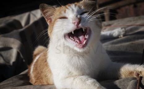 夏天猫张嘴呼吸正常吗