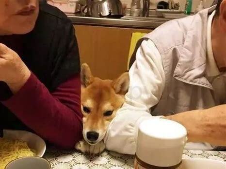 夏天狗狗不吃饭正常吗
