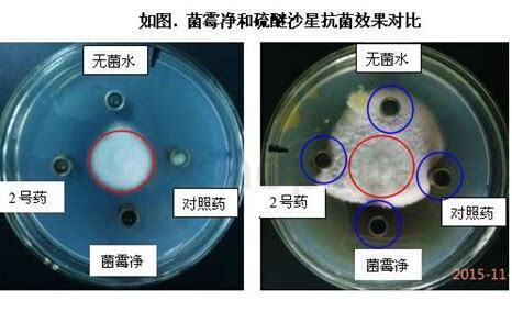 水霉怎么养 水霉怎么养