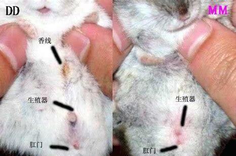如何分辨矮脚小猫崽的公母,怎么分辨矮脚小猫崽的年龄