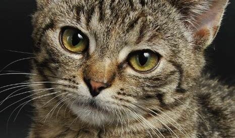 英短和狸花猫杂交后代 英短和狸花猫杂交后代