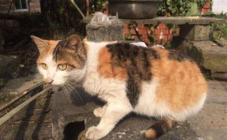 狸花猫从小养会很乖吗