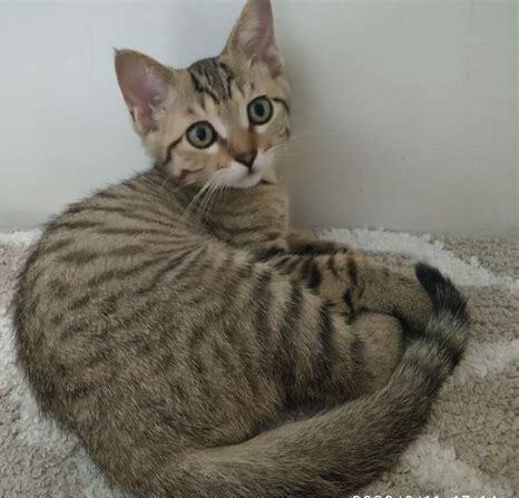 美短和狸花猫的区别