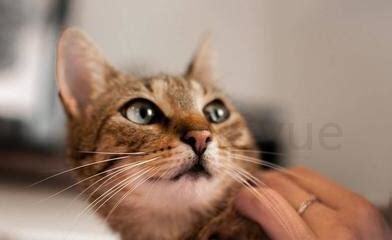 被家养的猫抓破皮要打针吗