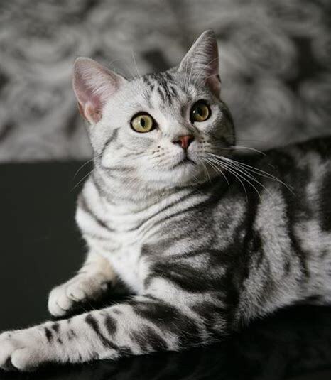 金虎斑猫是什么品种