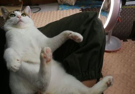 狸花猫几个月就不长个了 狸花猫几个月就不长个了