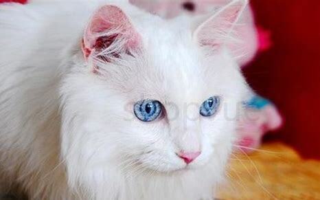 波斯猫小时候怎么分辨 波斯猫小时候怎么分辨
