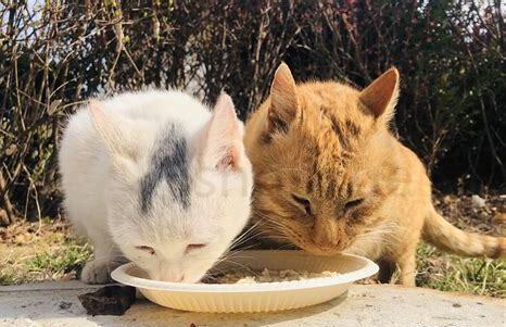 摸流浪猫会传染细菌吗