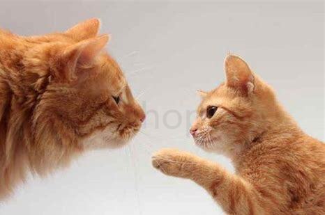 晚上要不要放猫粮