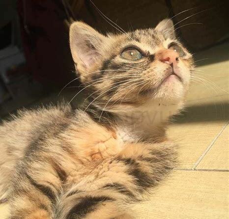 橘猫要养多久才会亲人