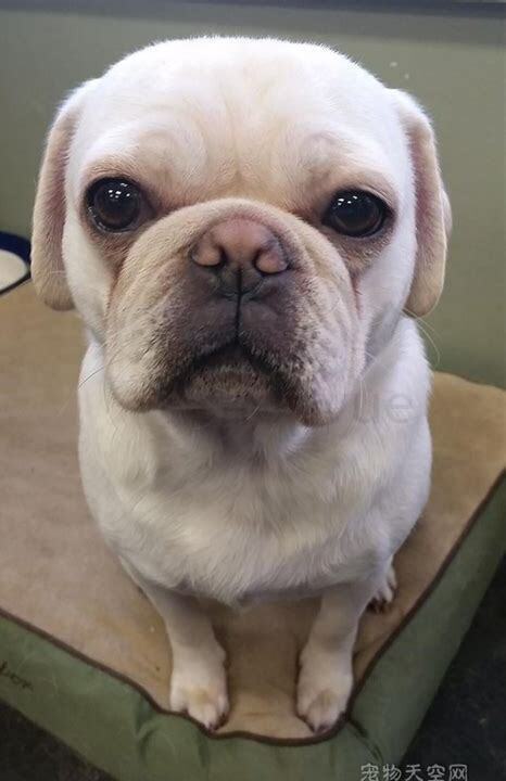 串串狗幼犬怎么养