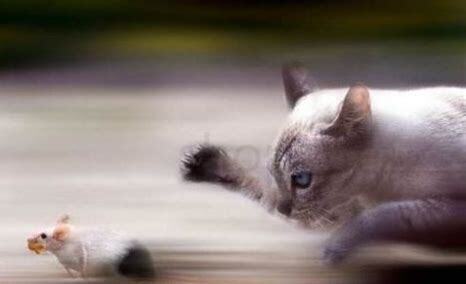 宠物猫抓老鼠吗