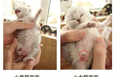 小猫怎么养 大猫死了