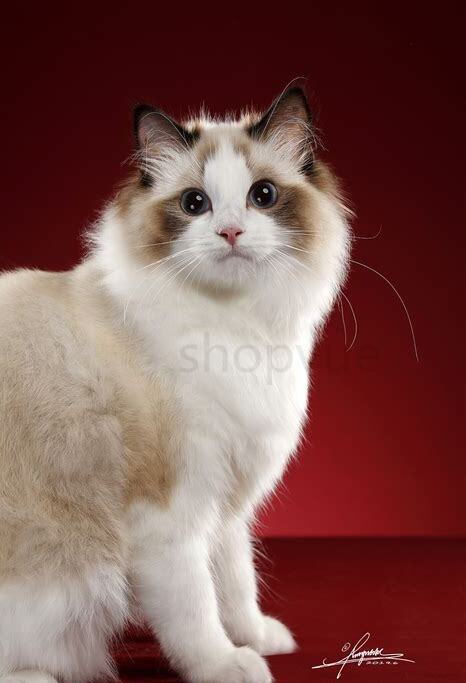 布偶猫夏天需要剪毛吗 布偶猫夏天需要剪毛吗