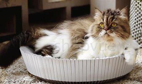 同窝的猫公母能配吗