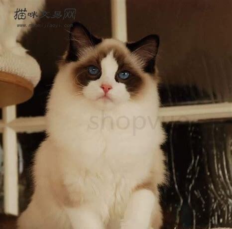 英短和布偶猫的后代