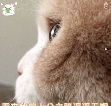 猫最爱吃的10种水果