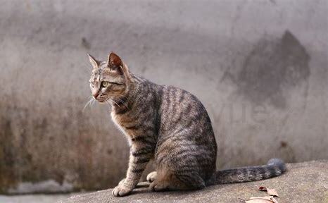 白脚狸花猫说法