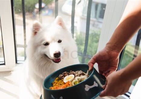 狗吃鱼为什么不怕刺