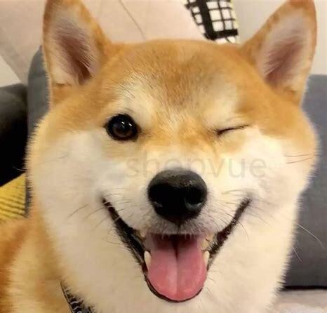 怎么养柴犬幼犬