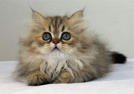 金吉拉猫崽的变色过程 金吉拉猫崽的变色过程